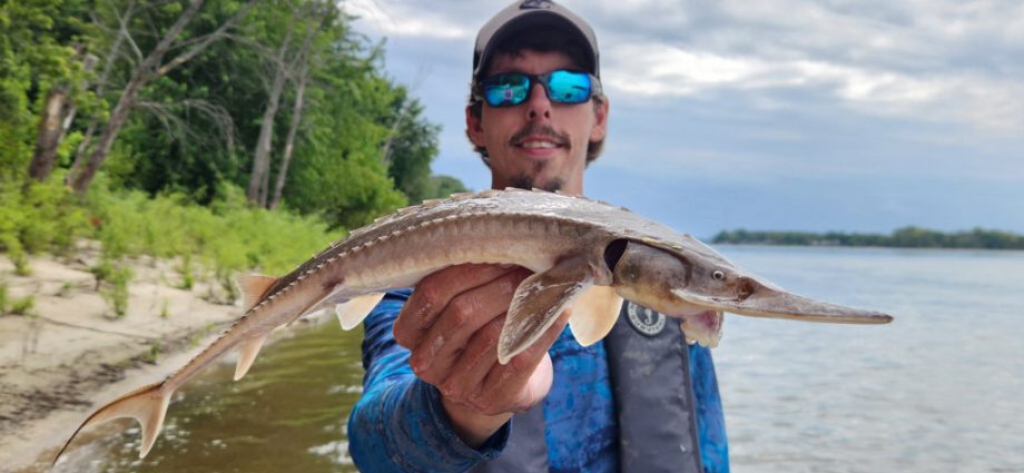 some-shovelnose-sturgeon-in-illinois-are-huge-and-researchers-are-fishing-for-reasons-why