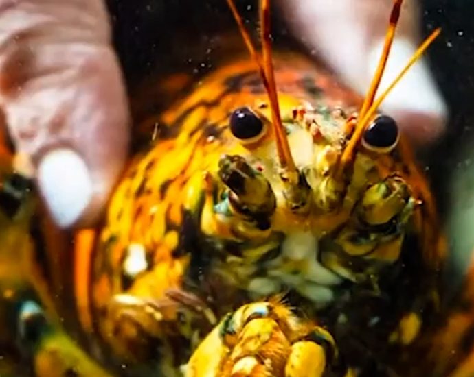 rare-‘spooky’-lobster-donated-to-marine-biologists