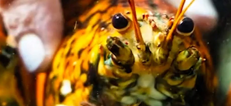 rare-‘spooky’-lobster-donated-to-marine-biologists