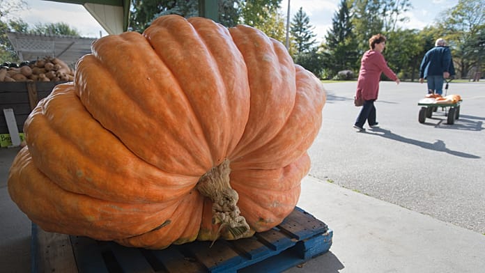 muskox-smashes-210-pound-pumpkin-in-early-halloween-treat