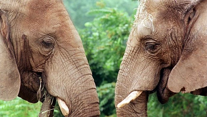 elephants-at-oregon-zoo-crush-giant-pumpkins-to-celebrate-halloween
