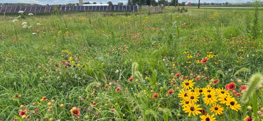 at-a-solar-energy-conference,-the-star-is-…-the-soil?