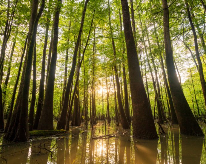 alabama’s-eo.-wilson-land-between-the-rivers-preserve-is-a-‘place-that-time-forgot’