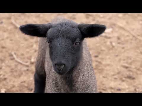 chilean-farmers-power-their-home-using-sheep-poop-|-reuters