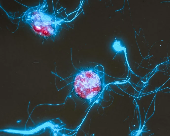 glowing-sugars-show-how-microbes-eat-the-ocean’s-carbon