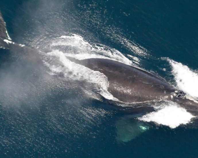 one-of-the-world’s-rarest-whales-that-makes-the-atlantic-its-home-grows-in-population