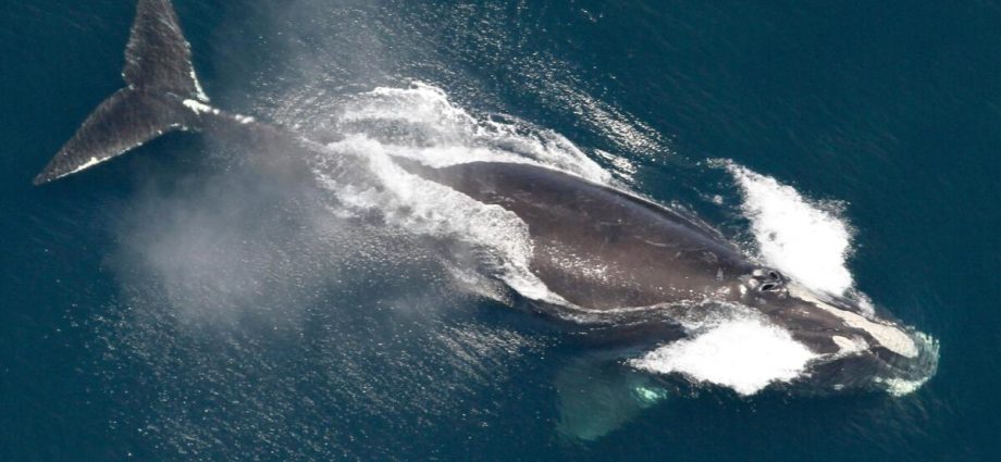 one-of-the-world’s-rarest-whales-that-makes-the-atlantic-its-home-grows-in-population