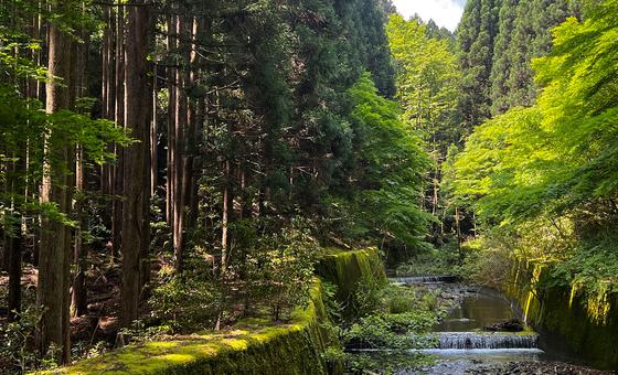 decade-of-slowing-deforestation-offers-hope-for-forests