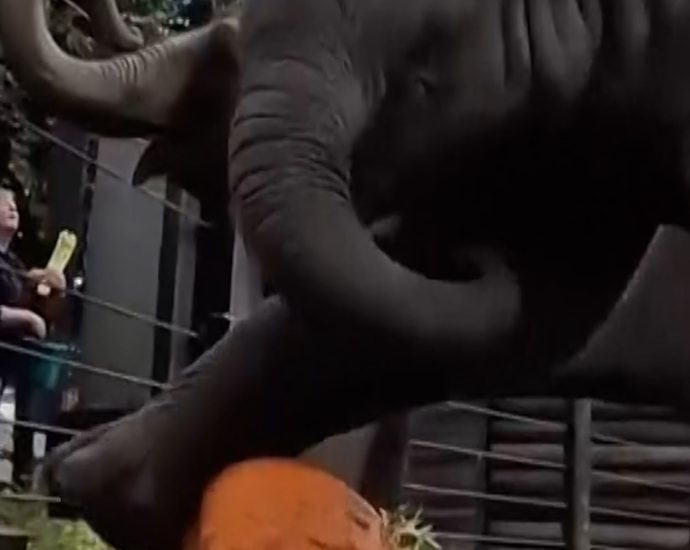 baby-elephant-plays-with-pumpkin-at-annual-fall-event