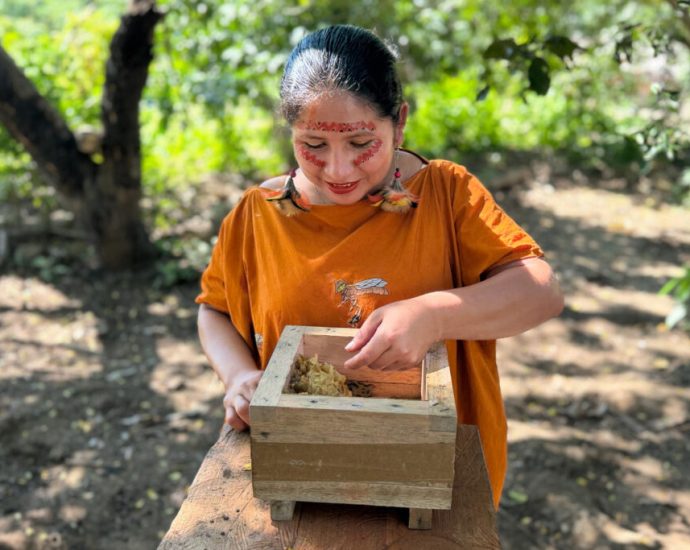 defending-stingless-bees-in-the-peruvian-amazon
