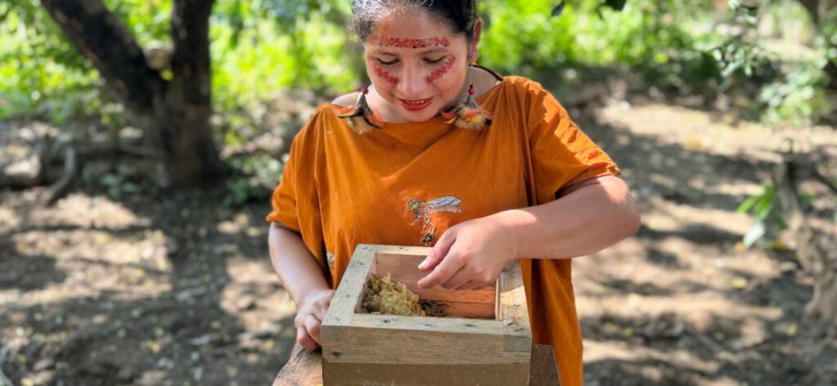 defending-stingless-bees-in-the-peruvian-amazon