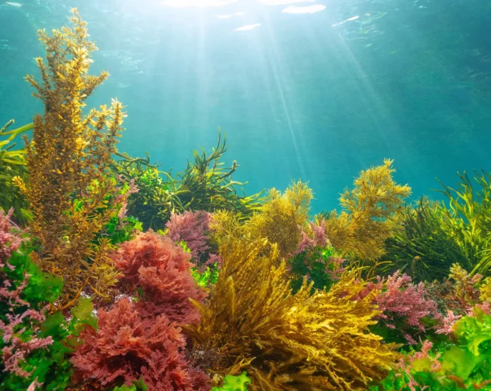 how-algae-learned-to-harness-the-sun-without-getting-burned