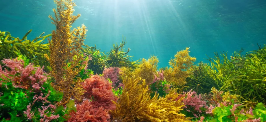 how-algae-learned-to-harness-the-sun-without-getting-burned