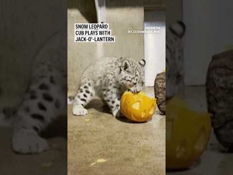 snow-leopard-cub-plays-with-jack-o’-lantern