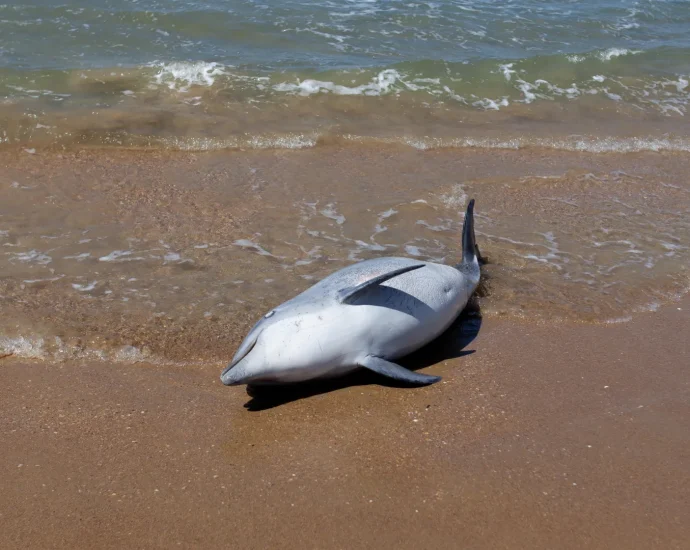 atlantic-dolphins-are-dying-much-younger.-scientists-sound-the-alarm