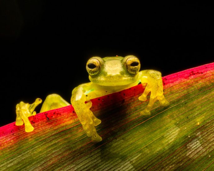 ecuadorians-to-vote-on-constitutional-rewrite,-possibly-gutting-rights-of-nature