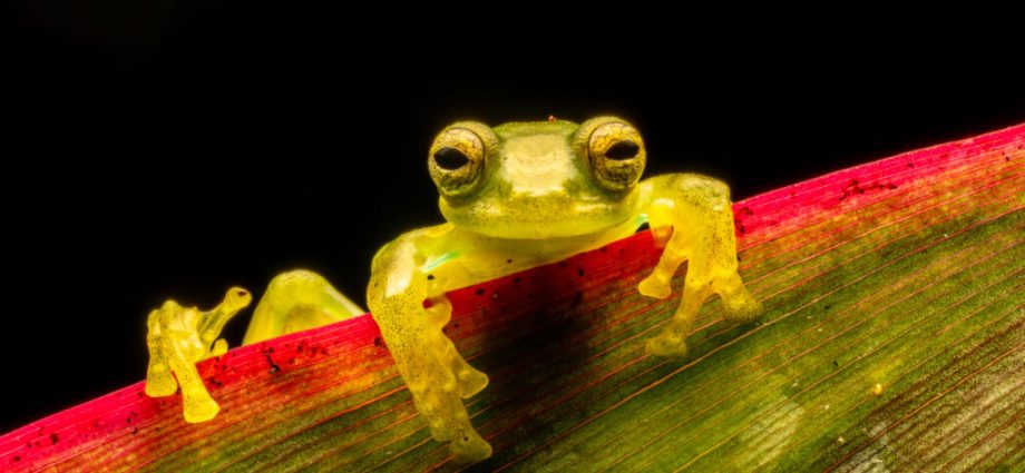 ecuadorians-to-vote-on-constitutional-rewrite,-possibly-gutting-rights-of-nature