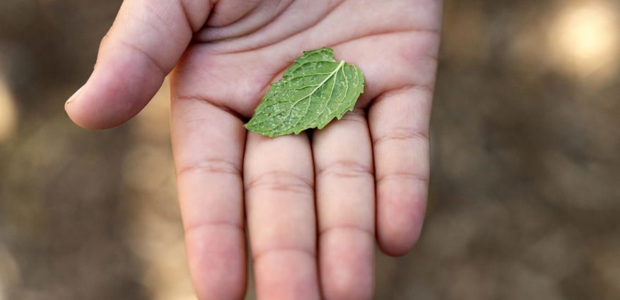 the-farm-to-school-model-is-under-threat