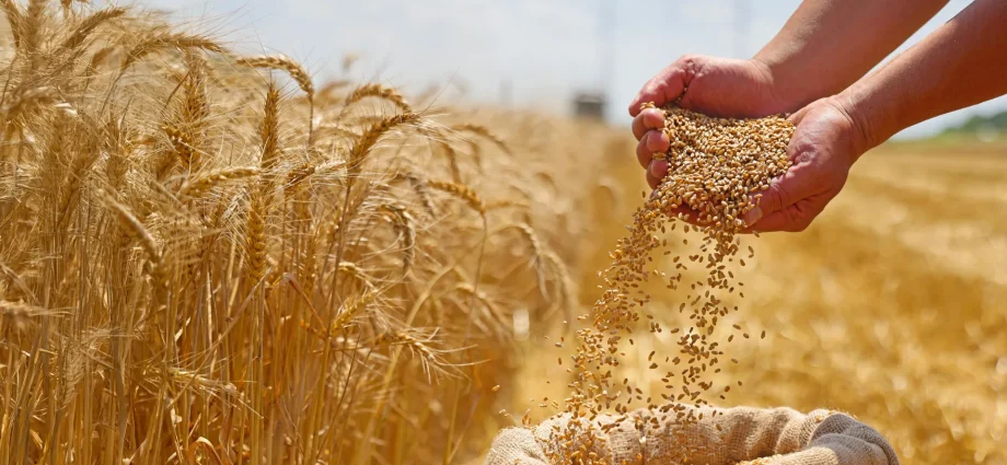 a-hidden-gene-could-triple-wheat-yields