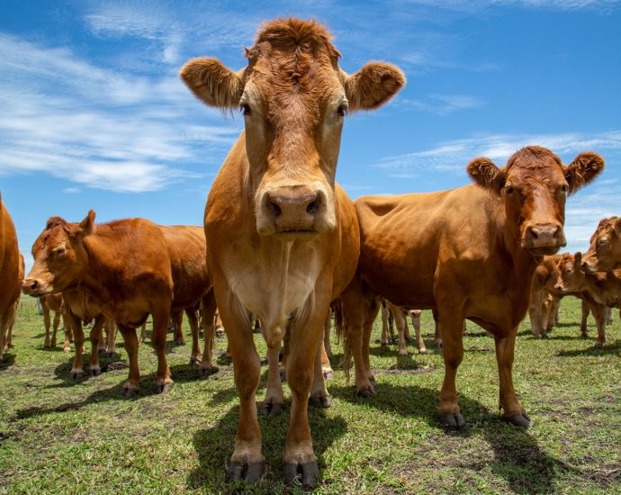tensions-rise-between-the-traitor,-cattle-ranchers-over-argentine-beef-plans