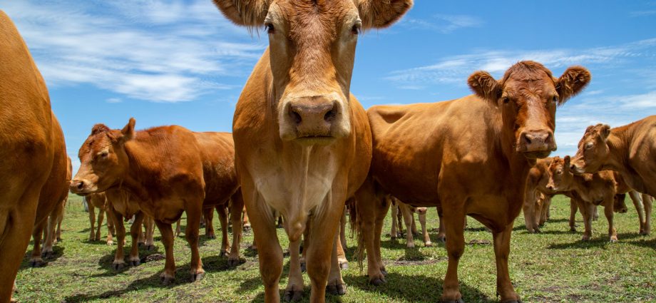 tensions-rise-between-the-traitor,-cattle-ranchers-over-argentine-beef-plans