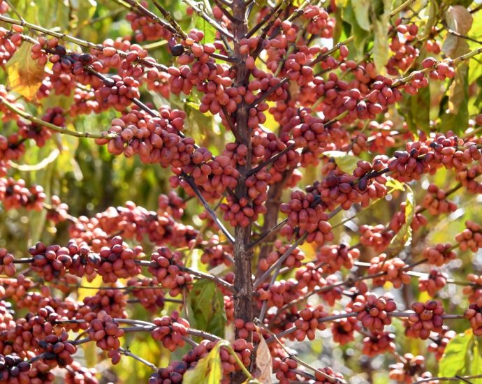 coffee-driven-deforestation-is-making-it-harder-to-grow-coffee,-watchdog-group-says