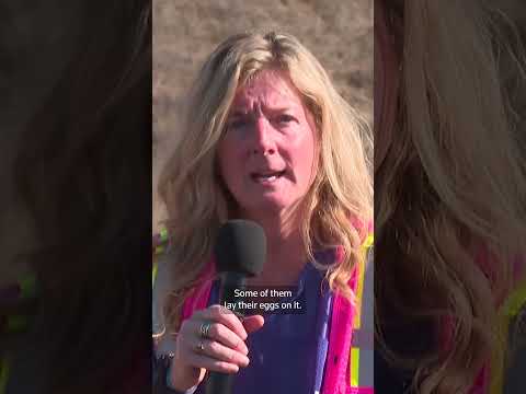 native-planting-brings-california-wildlife-crossing-closer