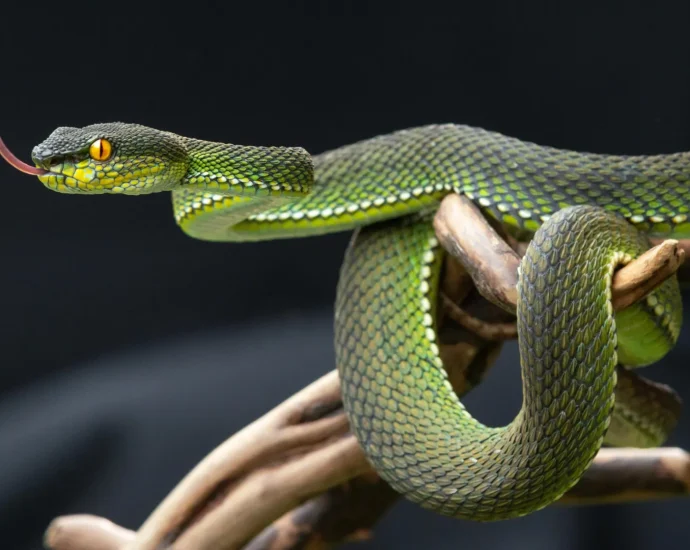 snake-pee-might-hold-the-secret-to-ending-gout-pain-and-kidney-stones