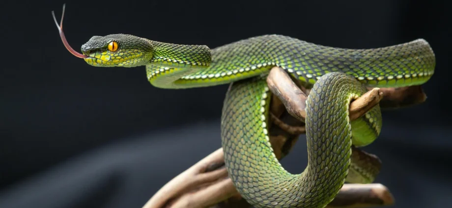 snake-pee-might-hold-the-secret-to-ending-gout-pain-and-kidney-stones