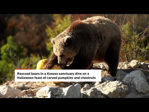 rescued-bears-treated-to-halloween-feast-in-kosovo-sanctuary-|-reuters