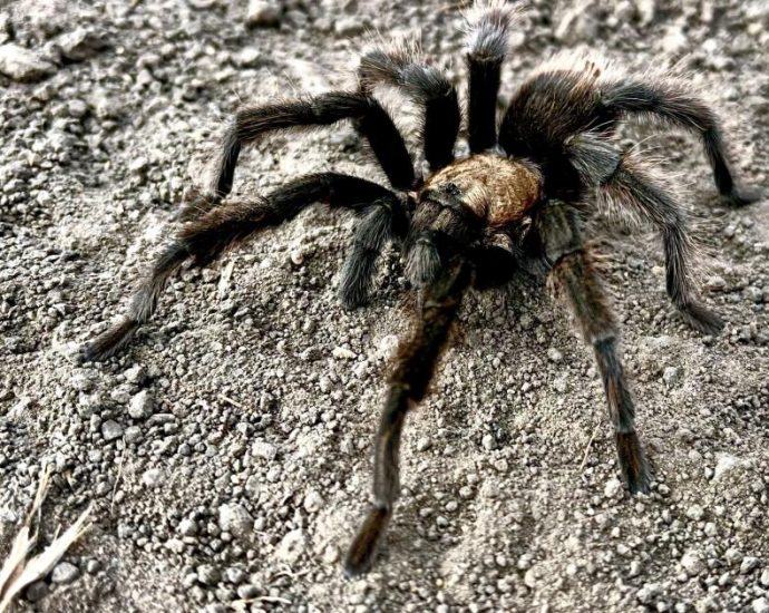 tarantula-mating-season-is-in-full-swing.-not-everyone-comes-out-alive