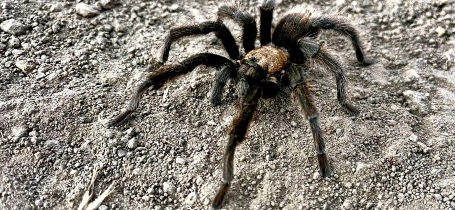 tarantula-mating-season-is-in-full-swing.-not-everyone-comes-out-alive