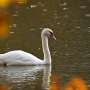 ‘Destructive’ swans in the crosshairs as California allows hunting