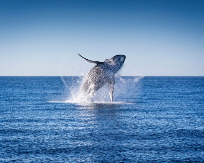 whale-and-dolphin-migrations-are-being-disrupted-by-climate-change