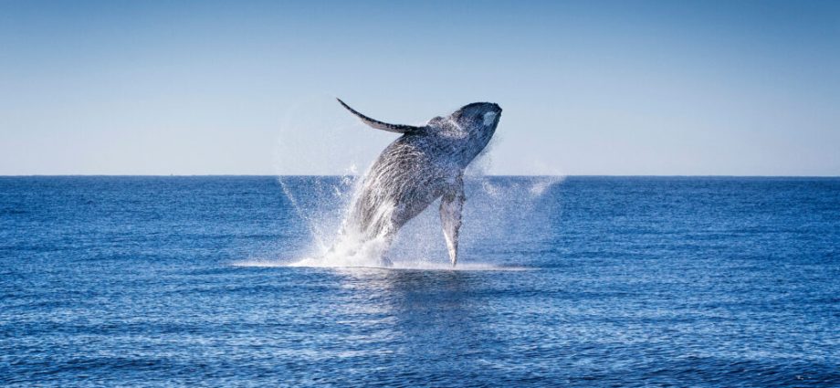 whale-and-dolphin-migrations-are-being-disrupted-by-climate-change