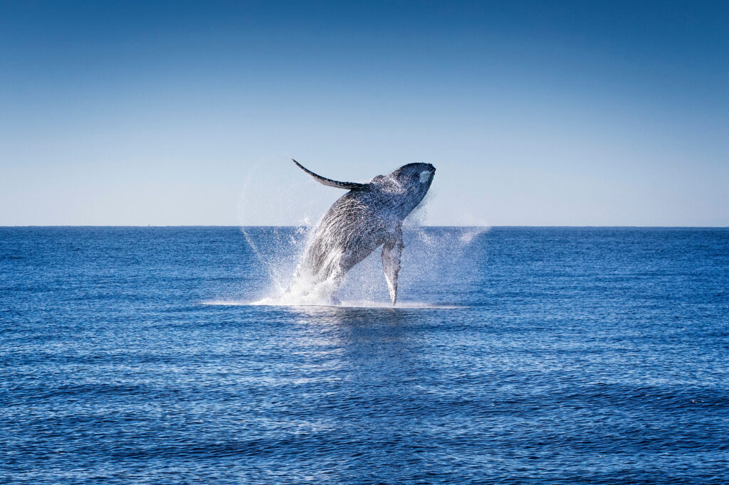 whale-and-dolphin-migrations-are-being-disrupted-by-climate-change