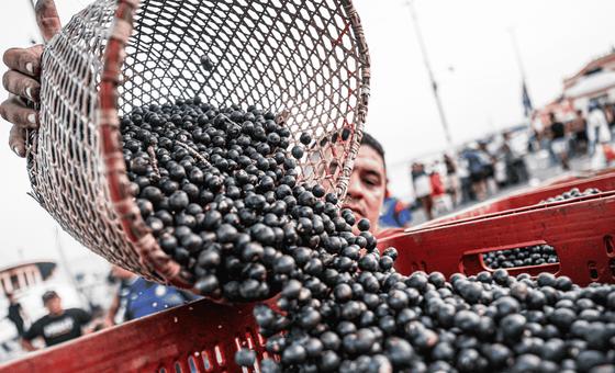 high-stakes-and-high-flavour:-indigenous-chef-brings-amazonian-soul-to-cop30