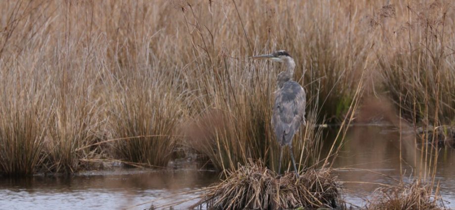 cranberry-farmers-consider-turning-bogs-into-wetlands-in-massachusetts-as-temperatures-rise