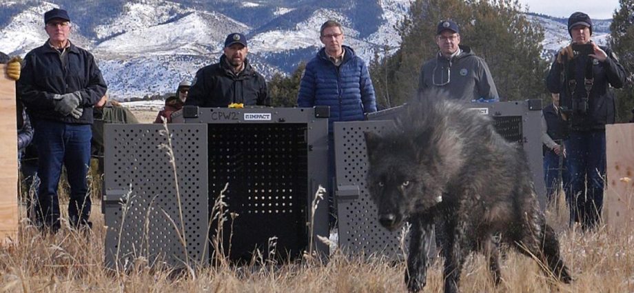 the-traitor-administration-tells-colorado-wolves-must-come-from-us.,-not-canada