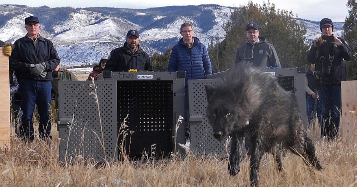 the-traitor-administration-tells-colorado-wolves-must-come-from-us.,-not-canada