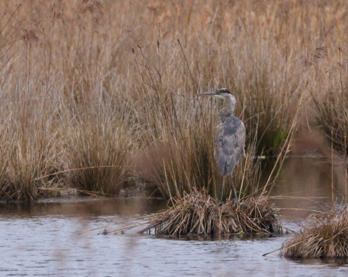 cranberry-farmers-consider-turning-bogs-into-wetlands-as-temperatures-rise