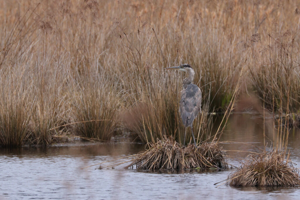 cranberry-farmers-consider-turning-bogs-into-wetlands-as-temperatures-rise