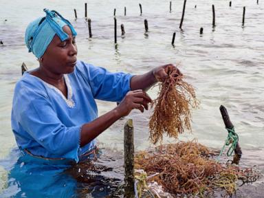 zanzibar-is-seeing-a-seaweed-boom.-can-the-women-collecting-it-cash-in?