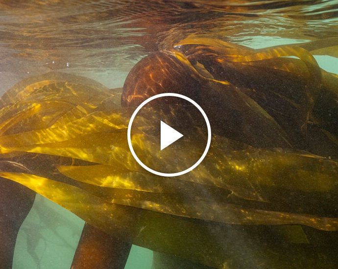 bringing-back-california’s-kelp-forests-one-smash-at-a-time
