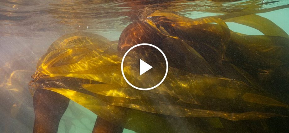 bringing-back-california’s-kelp-forests-one-smash-at-a-time