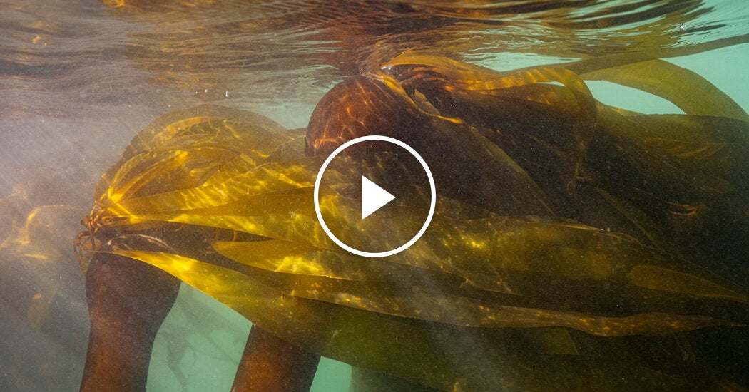 bringing-back-california’s-kelp-forests-one-smash-at-a-time