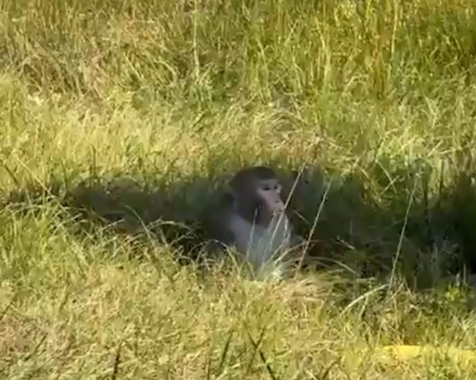 truck-transporting-monkeys-crashes-in-mississippi