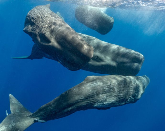 ai-is-decoding-whales’-communications.-could-that-be-a-turning-point-in-the-push-for-their-rights?