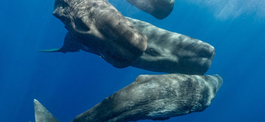 ai-is-decoding-whales’-communications.-could-that-be-a-turning-point-in-the-push-for-their-rights?