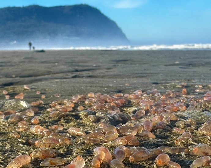 why-thousands-of-sea-cucumbers-washed-up-on-an-oregon-beach